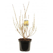 forsythia lynwood en fin d'hiver en pot de 3 litres