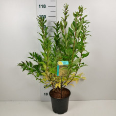 forsythia lynwood en feuilles taille 80/100 cm en pot de 7.5 litres