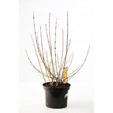 forsythia lynwood en fin d'hiver 80/100 cm pot de 7.5 litres