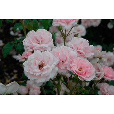 rosier bonica fleurs