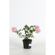 rosier arbustif bonica en pot de 1.5 litres