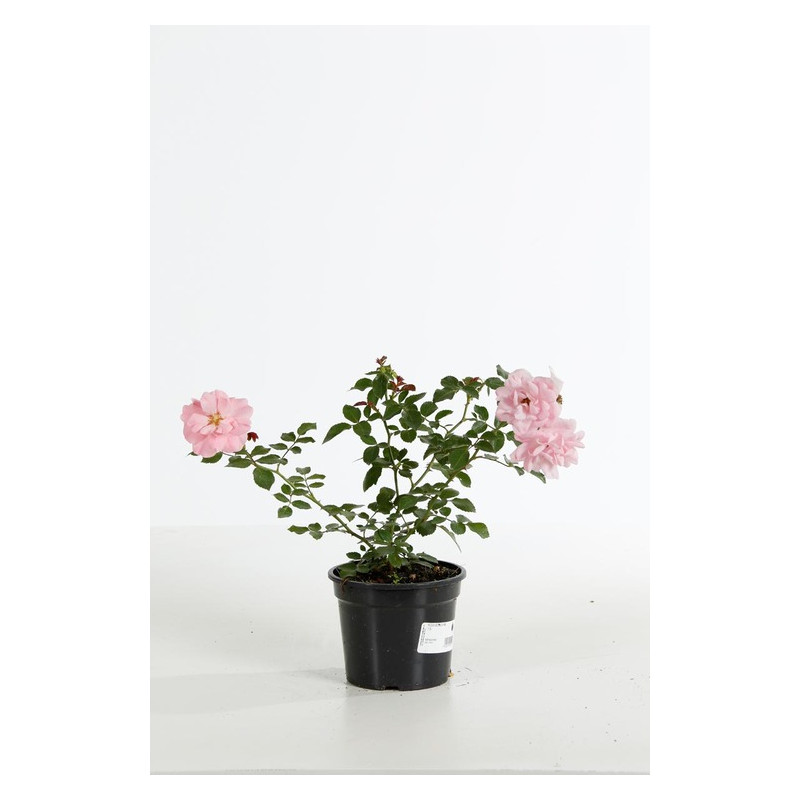 rosier arbustif bonica en pot de 1.5 litres