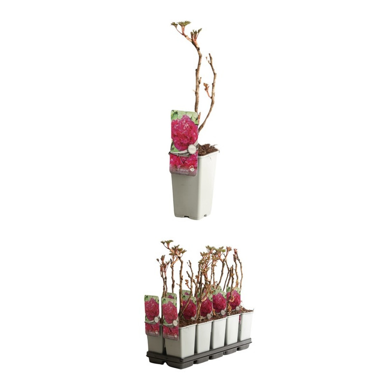 pivoine à grosses fleurs doubles mauves en mai juin - pot de 2 litres pivoine à grosses fleurs doubles mauves en mai juin - pot de 2 litres