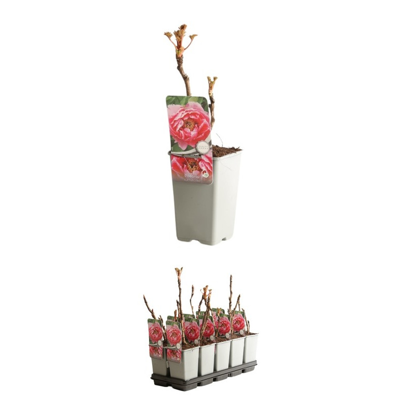 pivoine arbustive à grosses fleurs roses en pot de 2 litres
