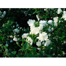 fleurs du seringat snowbelle - floraison au printemps mai et juin