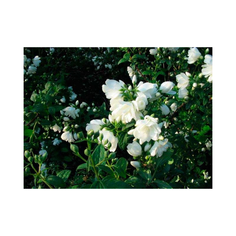 fleurs du seringat snowbelle - floraison au printemps mai et juin