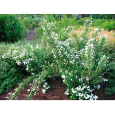 seringat snowbelle fleuri en buisson