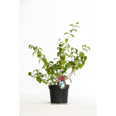 seringat snowbelle en buisson en pot de 3 litres 50/70 cm