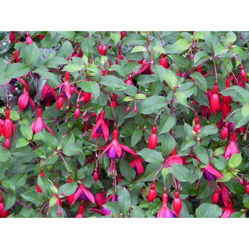 fuchsia arbustif Mrs Popple en buisson fleuri - floraison de juin à octobre