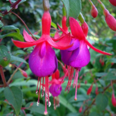 fleur du fuchsia Mrs Popple