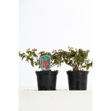 fuchsia Mrs Popple en pot de 2 litres