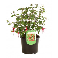 fuchsia riccartonii en pot de 3 litres