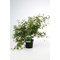 fuchsia riccartonii en pot de 3 litres