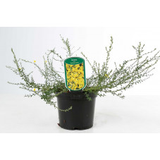 genista pilosa Vancouver gold