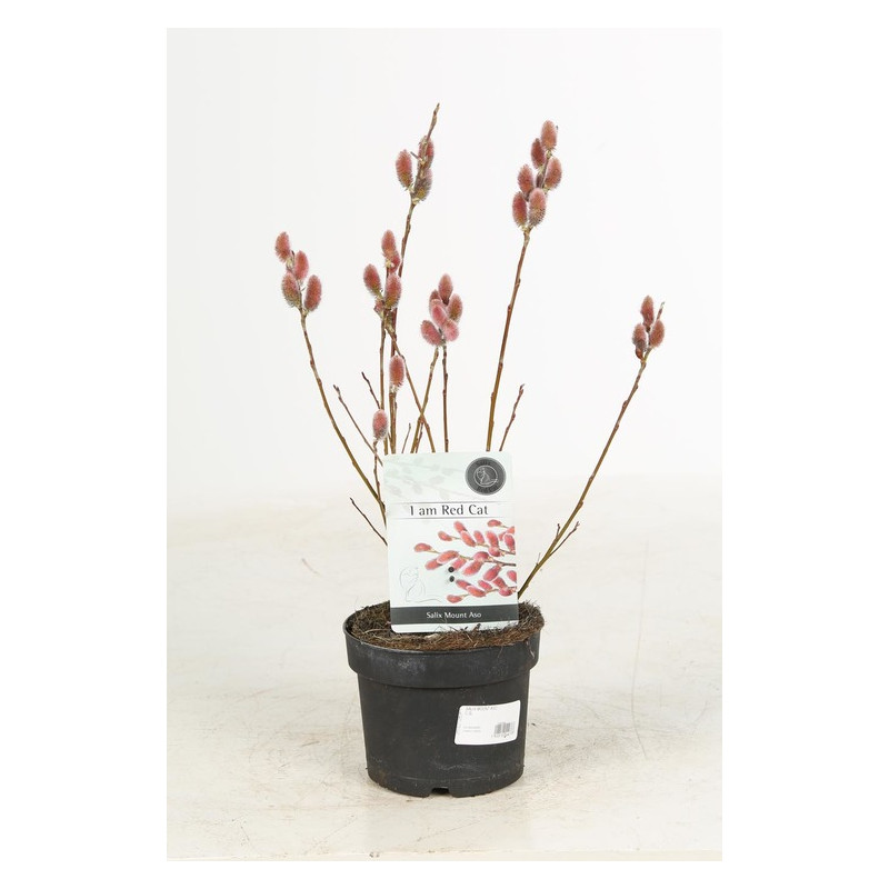 saule japonais à chatons roses mount aso en pot de 2 litres 50/70 cm saule japonais à chatons roses mount aso en pot de 2 litres 50/70 cm