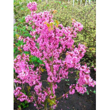 fleurs du cercis - arbre de Judée Avondale - floraison mars avril