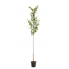 arbre de judée tige circ. 6/8 cm en pot de 18 litres