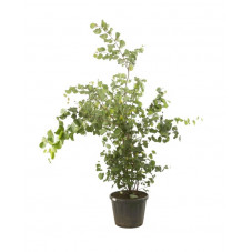 arbre de judée en cépée grosse taille 250/275 cm pot de 100 litres