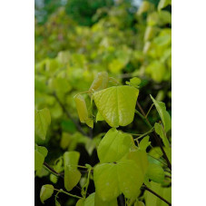 feuillage du cercis Heart's of Gold