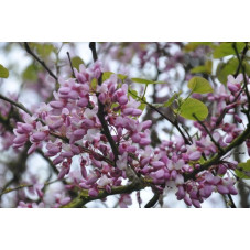 fleurs roses du gainier du Canada - cercis canadensis - floraison au printemps