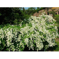 exochorda the bride en buisson