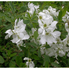 fleurs de l'exochorda the bride - floraison en mai juin