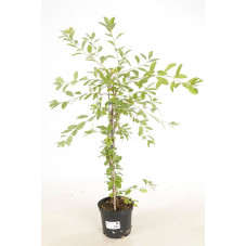 exochorda the bride 100/120 cm en pot de 12 litres