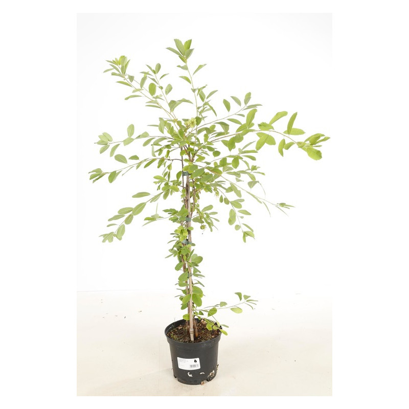 exochorda the bride 100/120 cm en pot de 12 litres