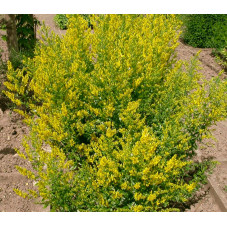 genêt des teinturiers tinctoria en buisson. Floraison de juillet à septembre