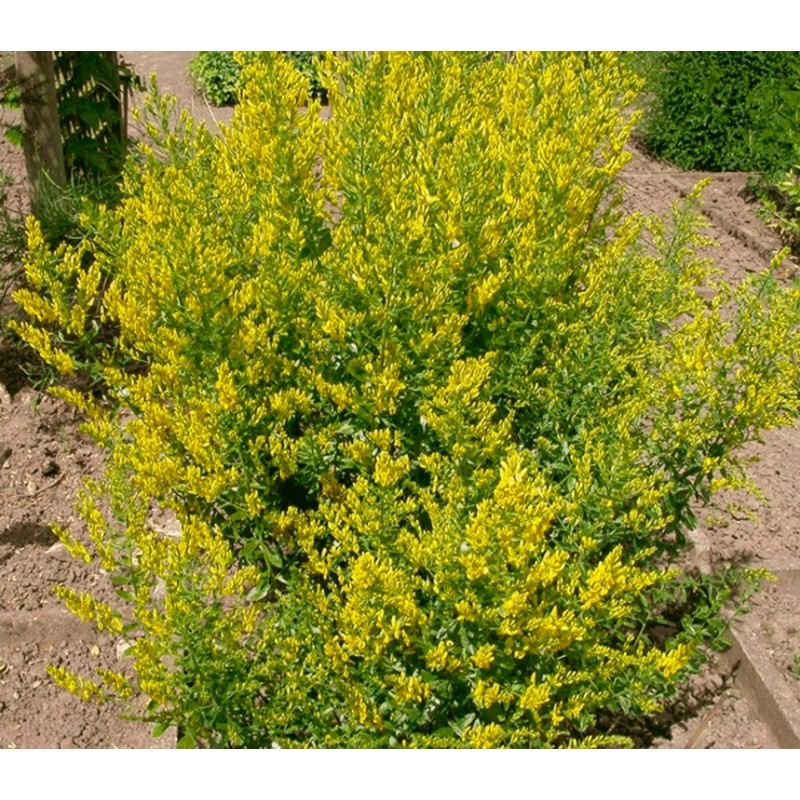 genêt des teinturiers tinctoria en buisson. Floraison de juillet à septembre