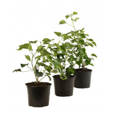 lierre arborescens 25/30 cm en pot de 3 litres