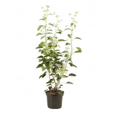 lierre arborescens 50/70 cm en pot de 4 litres