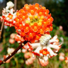 fleurs de l'edgeworthia red dragon  - floraison en mars avril