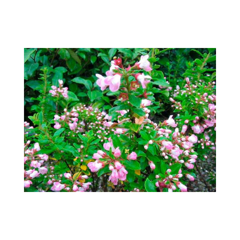 fleurs de l'escallonia apple blossom - floraison de juin à aout