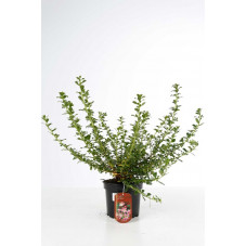 escallonia apple blossom en pot de 3 litres