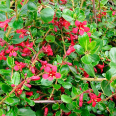 escallonia C.F. Ball fleurs - floraison rouge vif de juin à aout