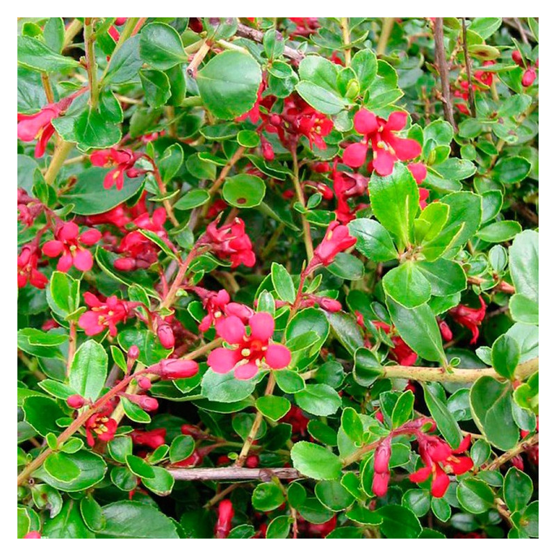 escallonia C.F. Ball fleurs - floraison rouge vif de juin à aout escallonia C.F. Ball fleurs - floraison rouge vif de juin à aout