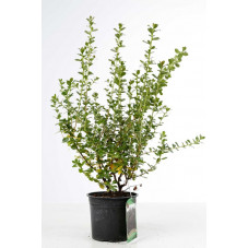 escallonia C.F. Ball en pot de 3 litres 50/70 cm