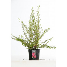 escallonia dart's rosy red en pot de 3 litres