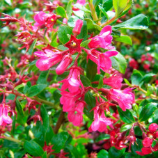 fleurs escallonia Donard Radiance - floraison rouge en été