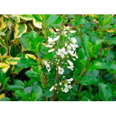 fleurs de l'escallonia blanches Iveyi - floraison de juin à aout