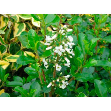 fleurs de l'escallonia blanches Iveyi - floraison de juin à aout
