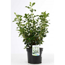 escallonia à fleurs blanches Iveyi en pot de 3 litres