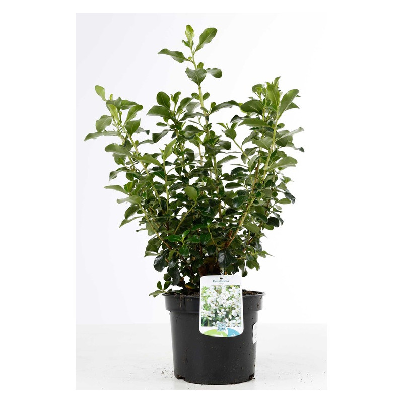 escallonia à fleurs blanches Iveyi en pot de 3 litres escallonia à fleurs blanches Iveyi en pot de 3 litres