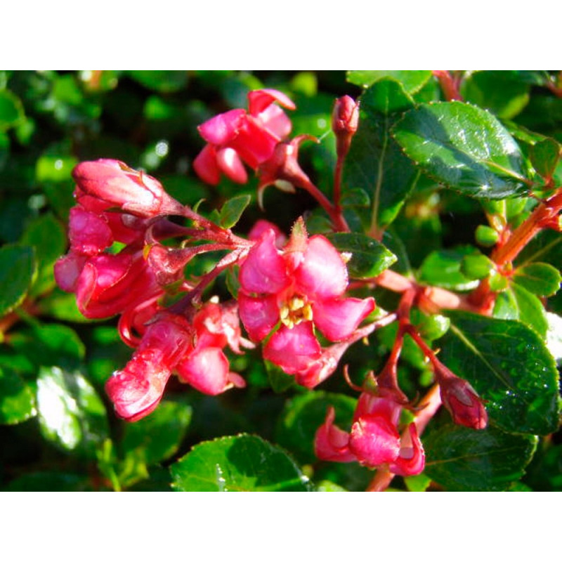 escallonia red dream - fleurs roses rouges en été