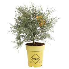 gommier nain - eucalyptus france bleu en pot de 6 litres 60 cm