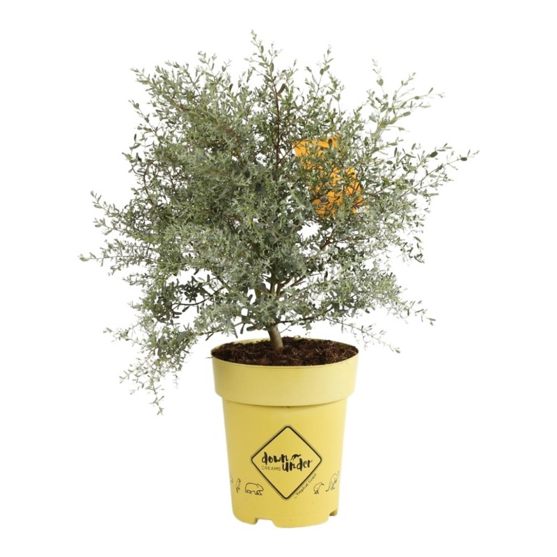 gommier nain - eucalyptus france bleu en pot de 6 litres 60 cm