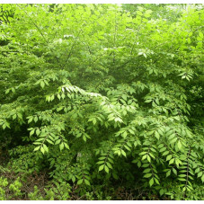 feuillage du fusain ailé en été - euonymus alatus