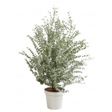 eucalyptus - gommier cidre azura pot diam. 23 cm 80/100 cm