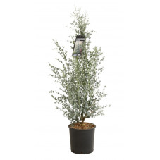 gommier cidre Azura - eucalyptus en pot de 10 litres 125 cm